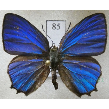 Hypochrysops polycletus (Linnaeus, 1758) Philippines85